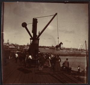 Crowded dock in harbor, horse being lifted by crane onto ship below