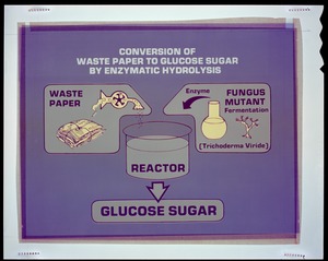 Conversion of waste paper to glucose sugar by enzymatic hydrolysis