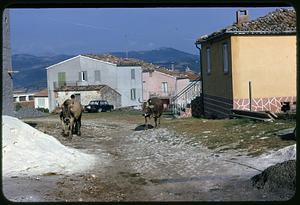 Oxen on street, Roccasicura, Italy