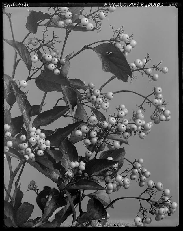 Cornus paniculata