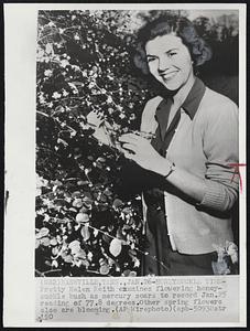 Nashville, Ten. - Honeysuckle Time - Pretty Helen Keith examines flowering honeysuckle bush as mercury soars to record Jan. 25 reading of 77.8 degrees. Other spring flowers also are blooming.