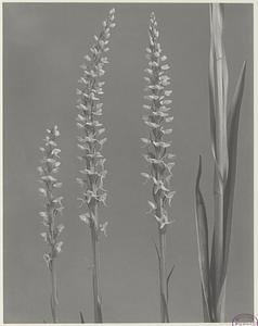 166. Habenaria dilatata, tall white bog orchis