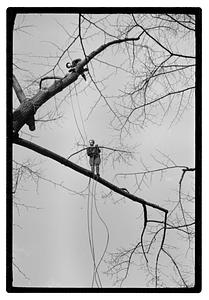 Tree maintenance, Boston Common