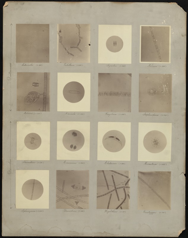 Metropolitan Water Works Miscellaneous, biological laboratory, organisms, diatomaceae and desinidieau, Mass., ca. 1892
