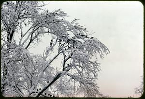 Tree with snow and birds, Boston Common