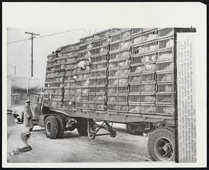 Frigid Fowls--Many of the 3,400 live chickens aboard this truck were frozen to death last night after the truck remained stalled at a downtown intersection throughout yesterday. Traffic snarls occurred at many intersections as a cold wave glazed roads with ice and dumped snow on top of that. Early today Nashville experienced an all-time record low temperature of 15.2 below zero.