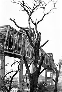 Tree and bridge