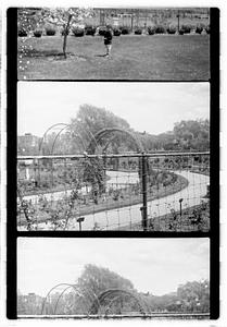 Rose garden, Boston