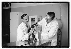 Dr. Dailey Angell Memorial Animal Hospital