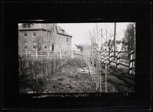 Villages of Newton, MA. Auburndale. Nursery, Auburndale Ave., Auburndale