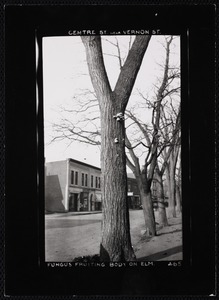 Villages of Newton, MA. Newton Corner. Elm fungus, Centre St. nr Vernon, Newton Corner