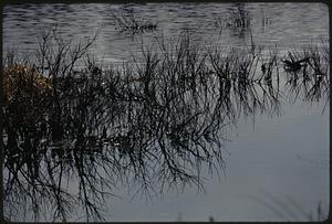 Upper branch of Charles River at Stony Brook, Norfolk