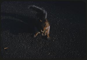 Squirrel, Harvard College