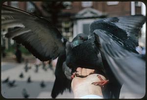 Pigeons perched on person's empty hand, Boston Common