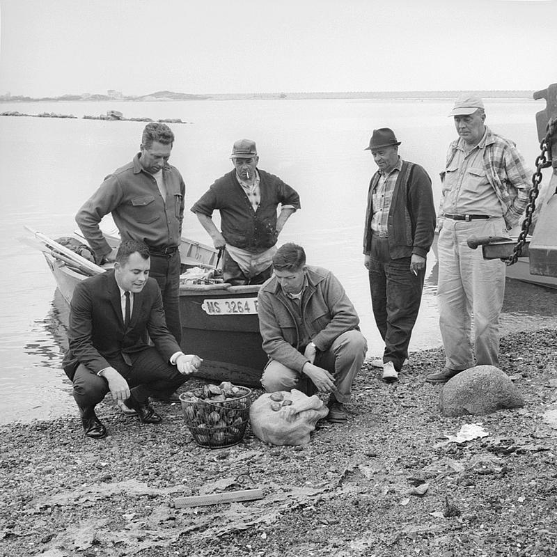 Quahog transplanting, New Bedford Digital Commonwealth