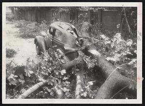 Trapped In This Car for 45 Minutes, Thomas W. Cameron, Jr., 22, of 10 Williams St., Danvers, was taken to the Salem Hospital with his pelvis bone broken in three places. Firemen, police and utility repair crews worked to rescue him from his car, pinned under a tree at Flint and Chestnut streets, Salem.