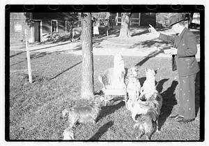 Dogs