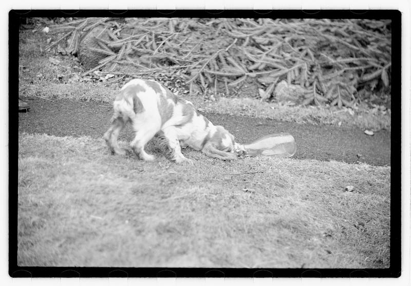 Idahurst Kennels