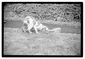 Idahurst Kennels