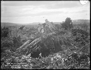 Sudbury Reservoir, blasted stumps in Section O, near large pile of sawdust, from the north, Marlborough, Mass., Oct. 8, 1896
