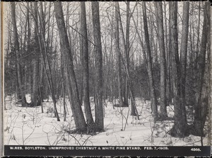 Wachusett Reservoir, unimproved chestnut and white pine stand, Boylston, Mass., Feb. 7, 1903