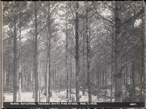 Wachusett Reservoir, thinned white pine stand, Boylston, Mass., Feb. 7, 1903