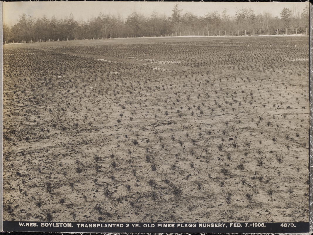 Wachusett Reservoir, Flagg Nursery, transplanted 2-year-old pines, Boylston, Mass., Feb. 7, 1903