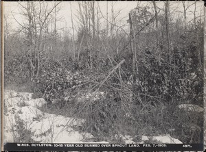 Wachusett Reservoir, 10-15-year-old burned over sprout land, Boylston, Mass., Feb. 7, 1903