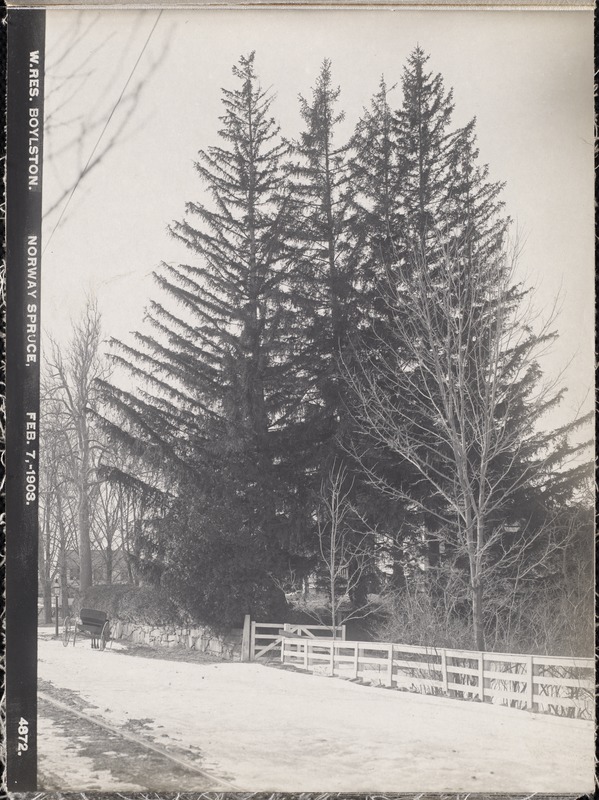 Wachusett Reservoir, Norway spruce, Boylston, Mass., Feb. 7, 1903
