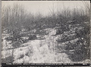 Wachusett Reservoir, sprout land, showing incomplete stand, Boylston, Mass., Feb. 7, 1903