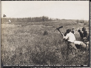 Wachusett Reservoir, planting brushy pasture land with white pines and sugar maples, Boylston, Mass., Apr. 11, 1903