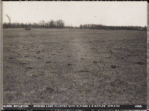 Wachusett Reservoir, mowing land planted with white pines and sugar maples, Boylston, Mass., Apr. 6, 1903