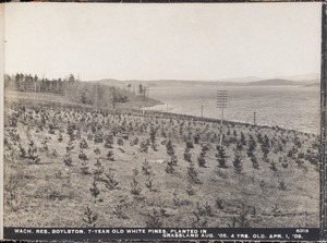 Wachusett Reservoir, 7-year-old white pines, planted in grassland August 1905; 4 years old, Boylston, Mass., Apr. 1, 1909