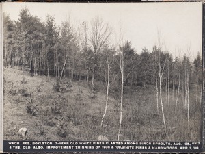 Wachusett Reservoir, 7-year-old white pines planted among birch sprouts, August 1905; 4 years old, also improvement thinning 1908-1909, white pines and hardwoods, Boylston, Mass., Apr. 1, 1909