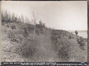 Wachusett Reservoir, 8-year-old white pines planted in pasture land, in spring of 1903; 3 years old (compare with No. 4743), Boylston, Mass., Apr. 1, 1909