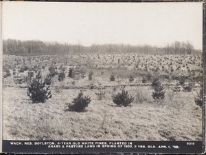 Wachusett Reservoir, 8-year-old white pines planted in grass and pasture land, in spring of 1903; 3 years old, Boylston, Mass., Apr. 1, 1909