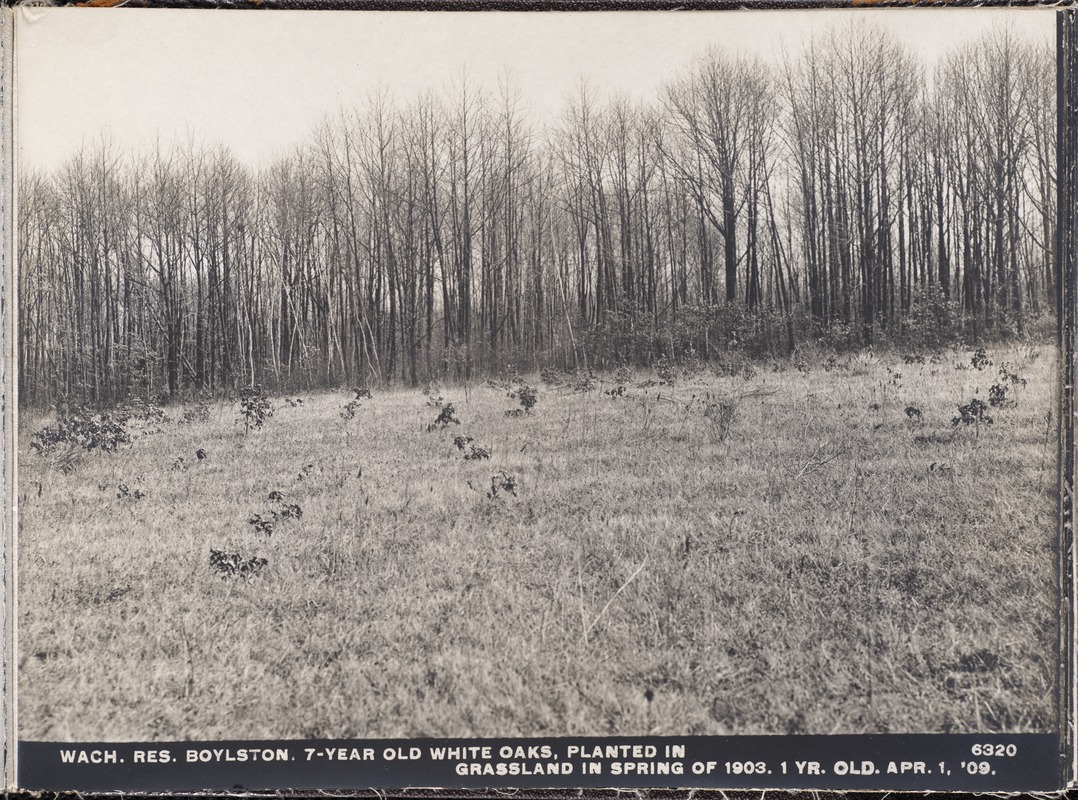 Wachusett Reservoir, 7-year-old white oaks planted in grassland, in spring of 1903; 1 year old, Boylston, Mass., Apr. 1, 1909