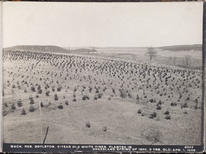 Wachusett Reservoir, 8-year-old white pines planted in grassland, in spring of 1903; 3 years old, Boylston, Mass., Apr. 1, 1909