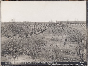 Wachusett Reservoir, 9-year-old white pines planted in pasture land, in spring of 1902, Boylston, Mass., Apr. 1, 1909