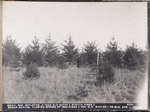 Wachusett Reservoir, 9-year-old white and scotch pines and sugar maples, planted spring of 1902 in pasture land; pines 3 years old, maples 1 year old, Boylston, Mass., Apr. 1, 1909