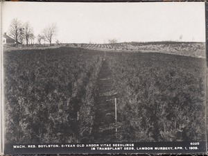 Wachusett Reservoir, 6-year-old arbor vitae seedlings in transplant beds, Lamson Nursery, Boylston, Mass., Apr. 1, 1909