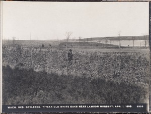 Wachusett Reservoir, 7-year-old white oaks near Lamson Nursery, Boylston, Mass., Apr. 1, 1909