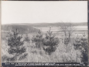 Wachusett Reservoir, 8-year-old white pines and 6-year-old maples, planted spring of 1903; pines 3 years old, maples 1 year old, West Boylston, Mass., Apr. 1, 1909