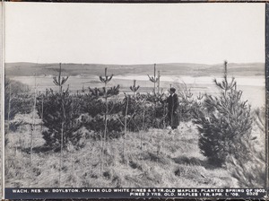 Wachusett Reservoir, 8-year-old white pines and 6-year-old maples, planted spring of 1903; pines 3 years old, maples 1 year old, West Boylston, Mass., Apr. 1, 1909