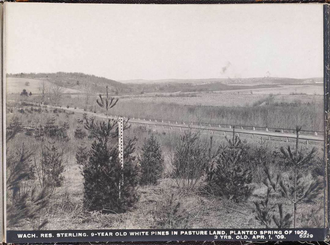 Wachusett Reservoir, 9-year-old white pines in pasture land, planted spring of 1902; 3 years old, Sterling, Mass., Apr. 1, 1909