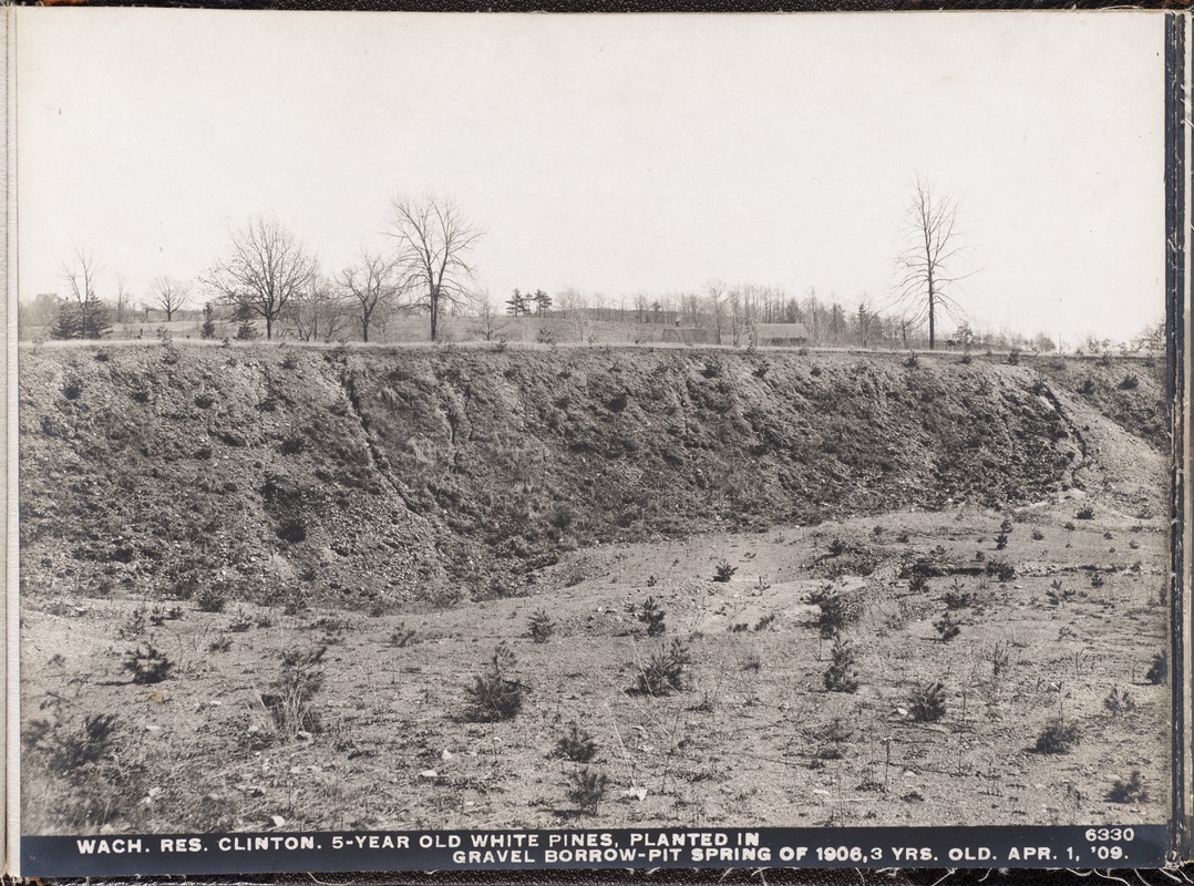 Wachusett Reservoir, 5-year-old white pines planted in gravel borrow pit, in spring of 1906; 3 years old, Clinton, Mass., Apr. 1, 1909