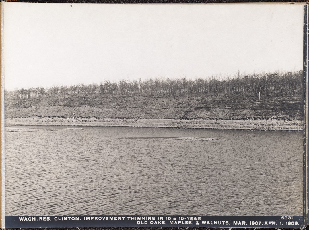 Wachusett Reservoir, improvement thinning in 10 and 15-year-old oaks, maples and walnuts, 2617, Clinton, Mass., Apr. 1, 1909