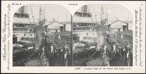 Loading cattle by the horns, Port Limon, C.A.