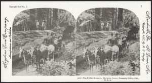 The fallen monarch, Mariposa Grove, Yosemite Valley, Cal., U.S.A.