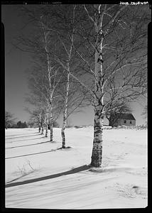 Newbury, birches, snow